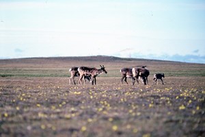 the-blue-sky-special-fig2