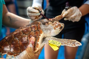 the-brightest-star-fig4