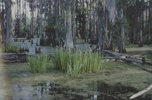 wetlands-loss-issues-to-be-aired-fig2